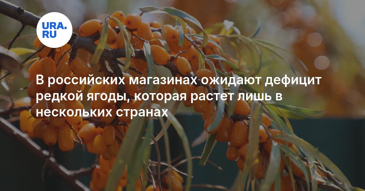 В российских магазинах ожидают дефицит редкой ягоды, которая растет лишь в нескольких странах